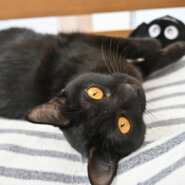 【譲渡決定】サン：目の色がとても魅力的