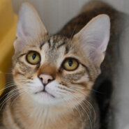 【譲渡決定】テト：困り顔の男の子