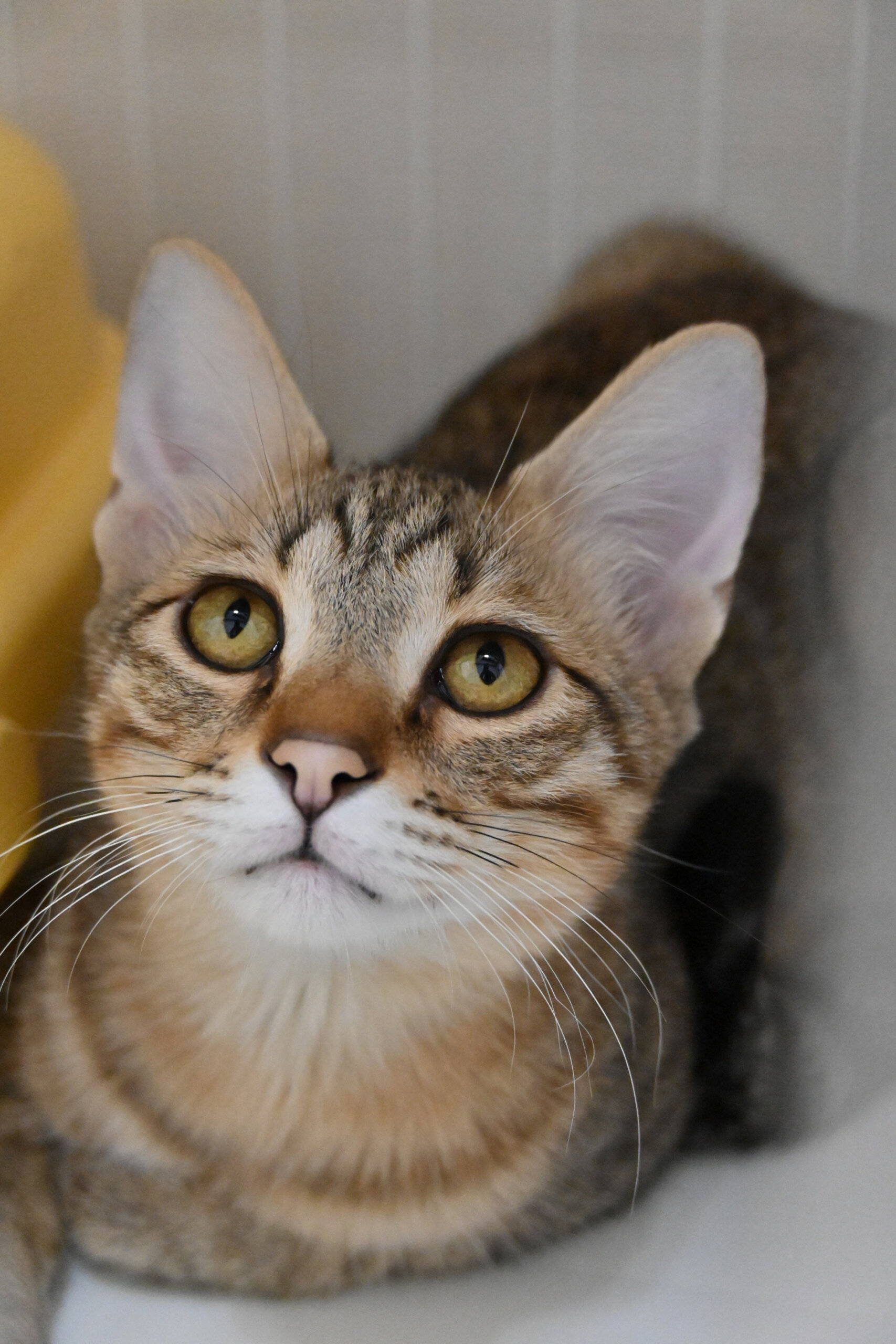 【譲渡決定】テト：困り顔の男の子