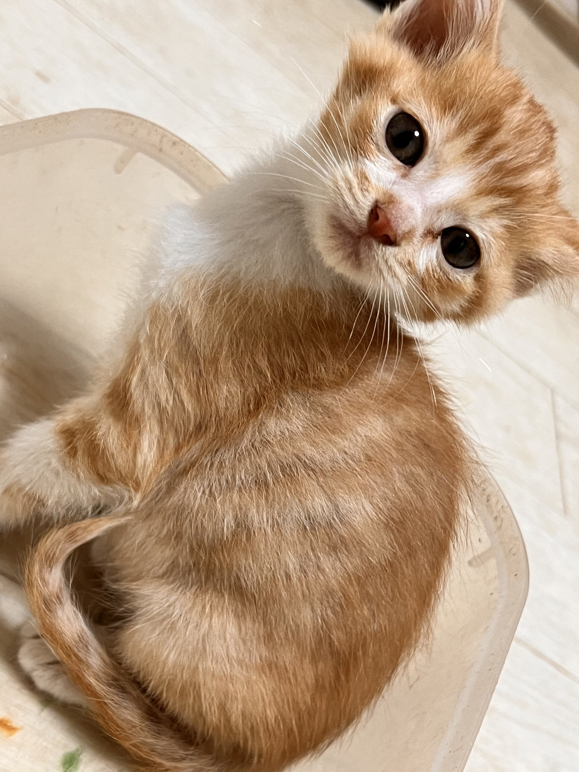 ★好奇心旺盛★