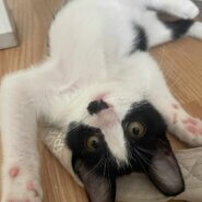 in豊明市☆全部で子猫が50匹～2会場で子猫の大祭！☆2023年11月12日（日）～ 非営利団体「ちーむ にゃいんず」