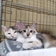 in瀬戸市☆子猫が40匹～の譲渡会☆子猫大祭！☆2023年11月26日（日）～ 非営利団体「ちーむ にゃいんず」