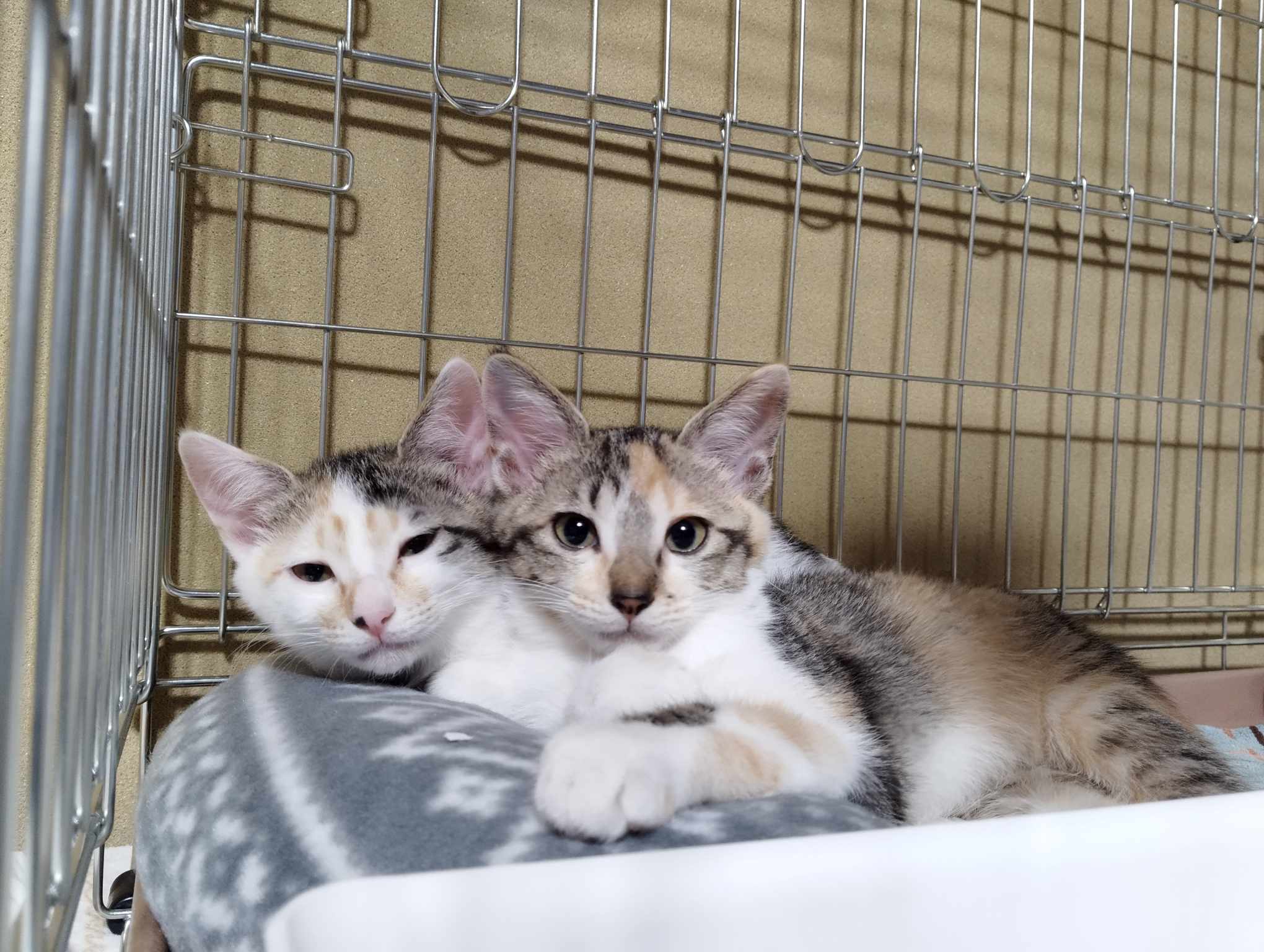 in瀬戸市☆子猫が40匹～の譲渡会☆子猫大祭！☆2023年11月26日（日）～ 非営利団体「ちーむ にゃいんず」