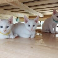 in瀬戸市☆全部で子猫が50匹～2会場で子猫の大祭！☆2023年11月12日（日）～ 非営利団体「ちーむ にゃいんず」