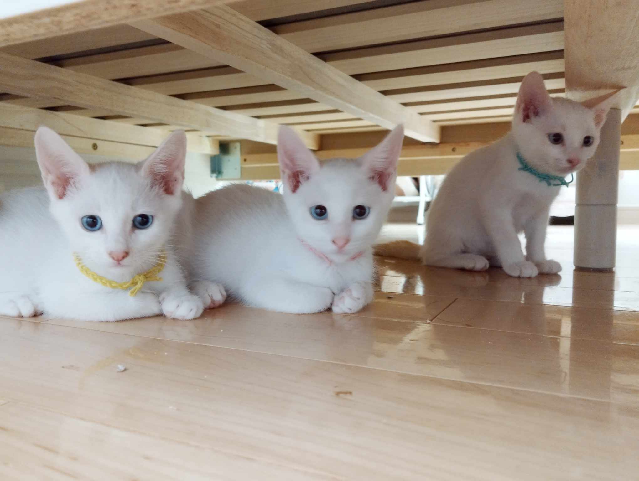 in瀬戸市☆全部で子猫が50匹～2会場で子猫の大祭！☆2023年11月12日（日）～ 非営利団体「ちーむ にゃいんず」