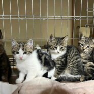 in春日井市☆子猫が40匹～の臨時譲渡会☆子猫大祭！☆2023年11月23日（木）～ 非営利団体「ちーむ にゃいんず」