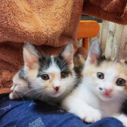 in春日井市☆全部で子猫が50匹～2会場で子猫の大祭！☆2023年11月18日（土）～ 非営利団体「ちーむ にゃいんず」