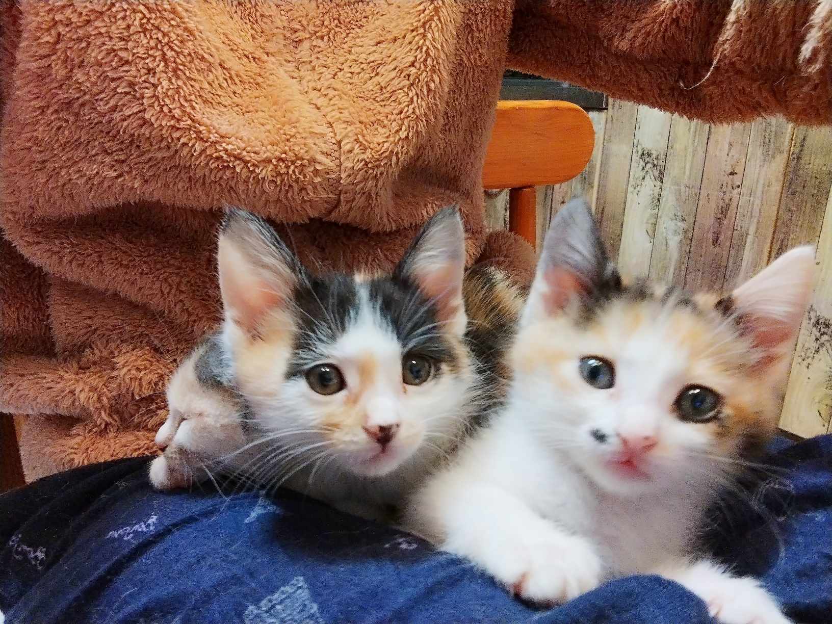 in春日井市☆全部で子猫が50匹～2会場で子猫の大祭！☆2023年11月18日（土）～ 非営利団体「ちーむ にゃいんず」