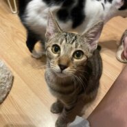 in豊明市☆全部で子猫が50匹～2会場で子猫の大祭！☆2023年11月18日（土）～ 非営利団体「ちーむ にゃいんず」