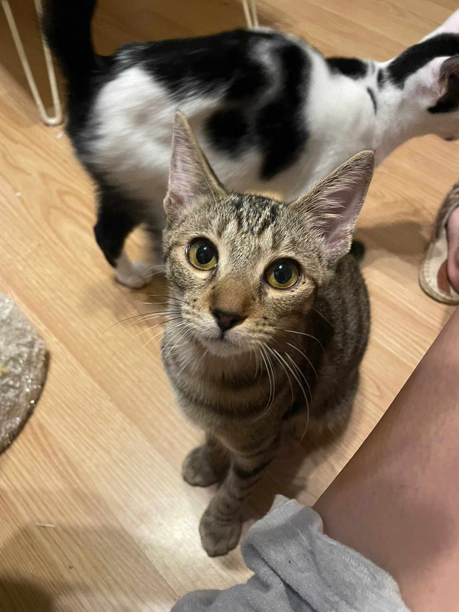 in豊明市☆全部で子猫が50匹～2会場で子猫の大祭！☆2023年11月18日（土）～ 非営利団体「ちーむ にゃいんず」