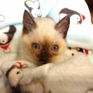 in春日井市☆全部で子猫が50匹～2会場で子猫の大祭！☆2023年12月2日（土）～ 非営利団体「ちーむ にゃいんず」