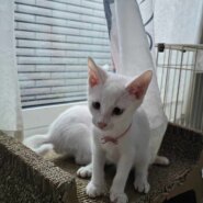 in豊明市☆全部で子猫が50匹～2会場で子猫の大祭！☆2023年12月2日（土）～ 非営利団体「ちーむ にゃいんず」