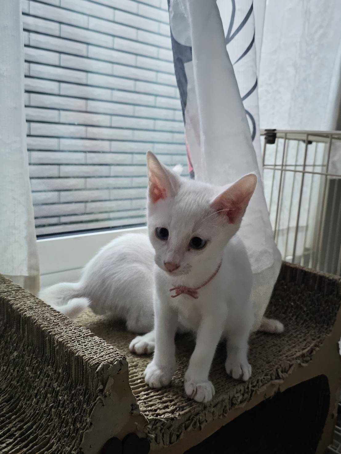 in豊明市☆全部で子猫が50匹～2会場で子猫の大祭！☆2023年12月2日（土）～ 非営利団体「ちーむ にゃいんず」