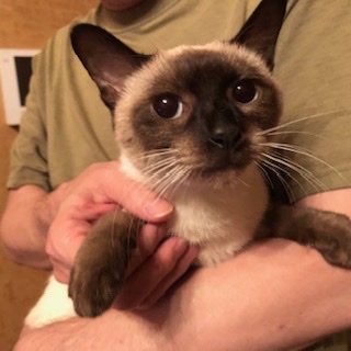 人馴れ抜群シャムMIXのニーナちゃん！