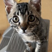 3ヶ月の子猫(男の子)