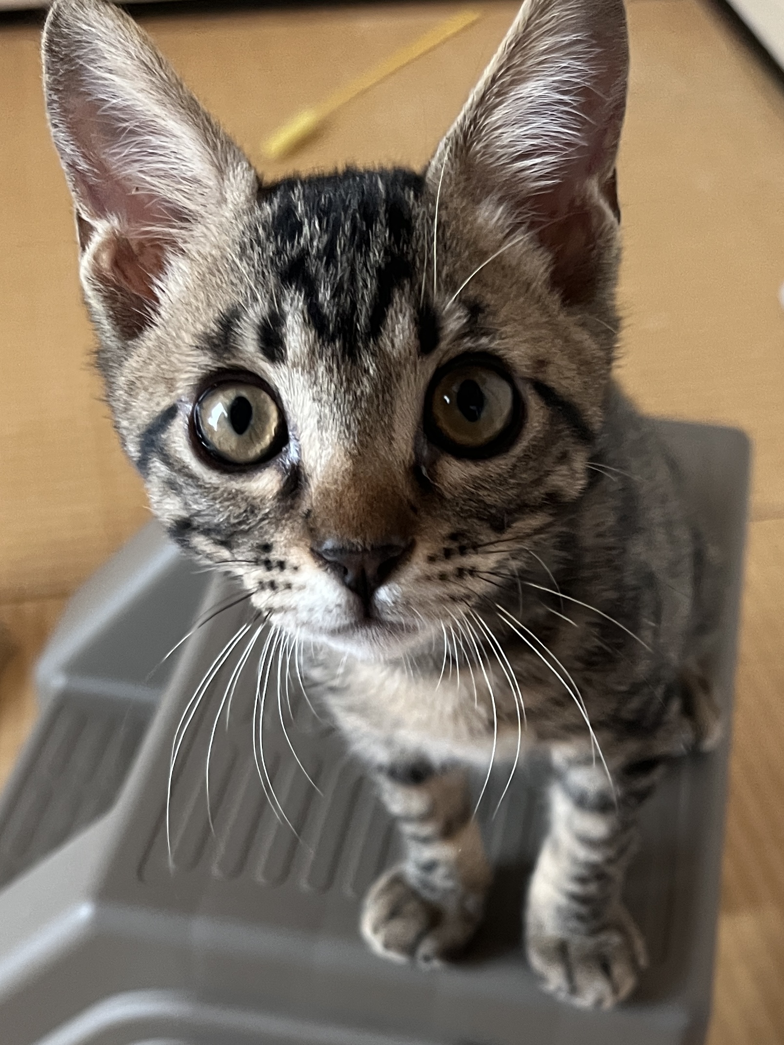 3ヶ月の子猫(男の子)