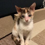 甘えん坊ちびっこミケ♀