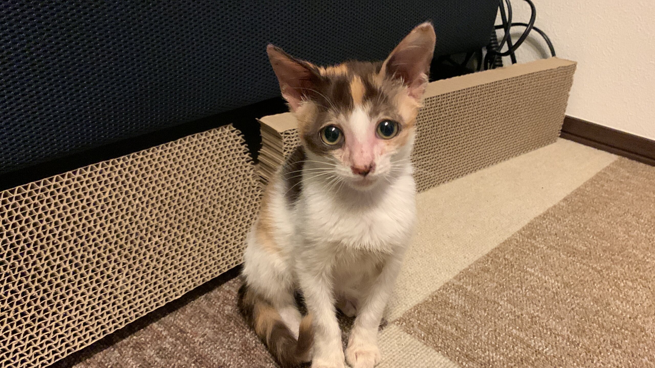 甘えん坊ちびっこミケ♀