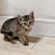 ★臆病な甘えん坊★