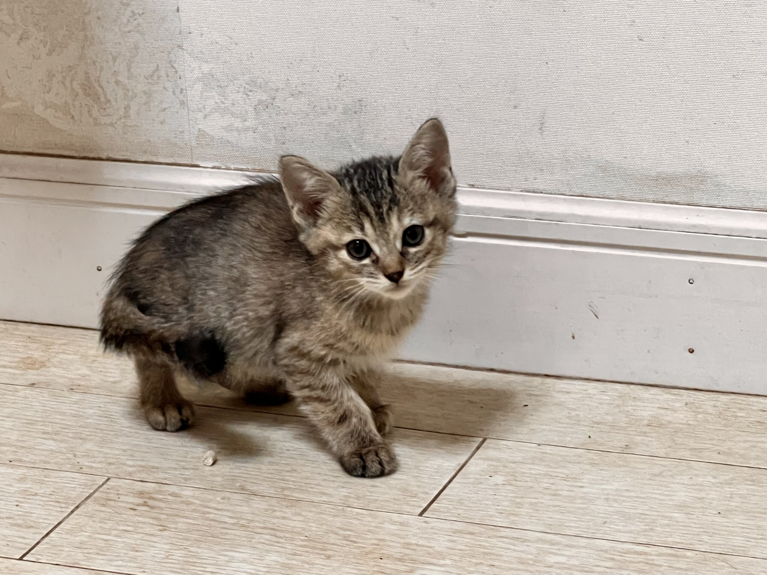 ★臆病な甘えん坊★