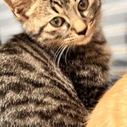 ★カギシッポの甘えん坊★