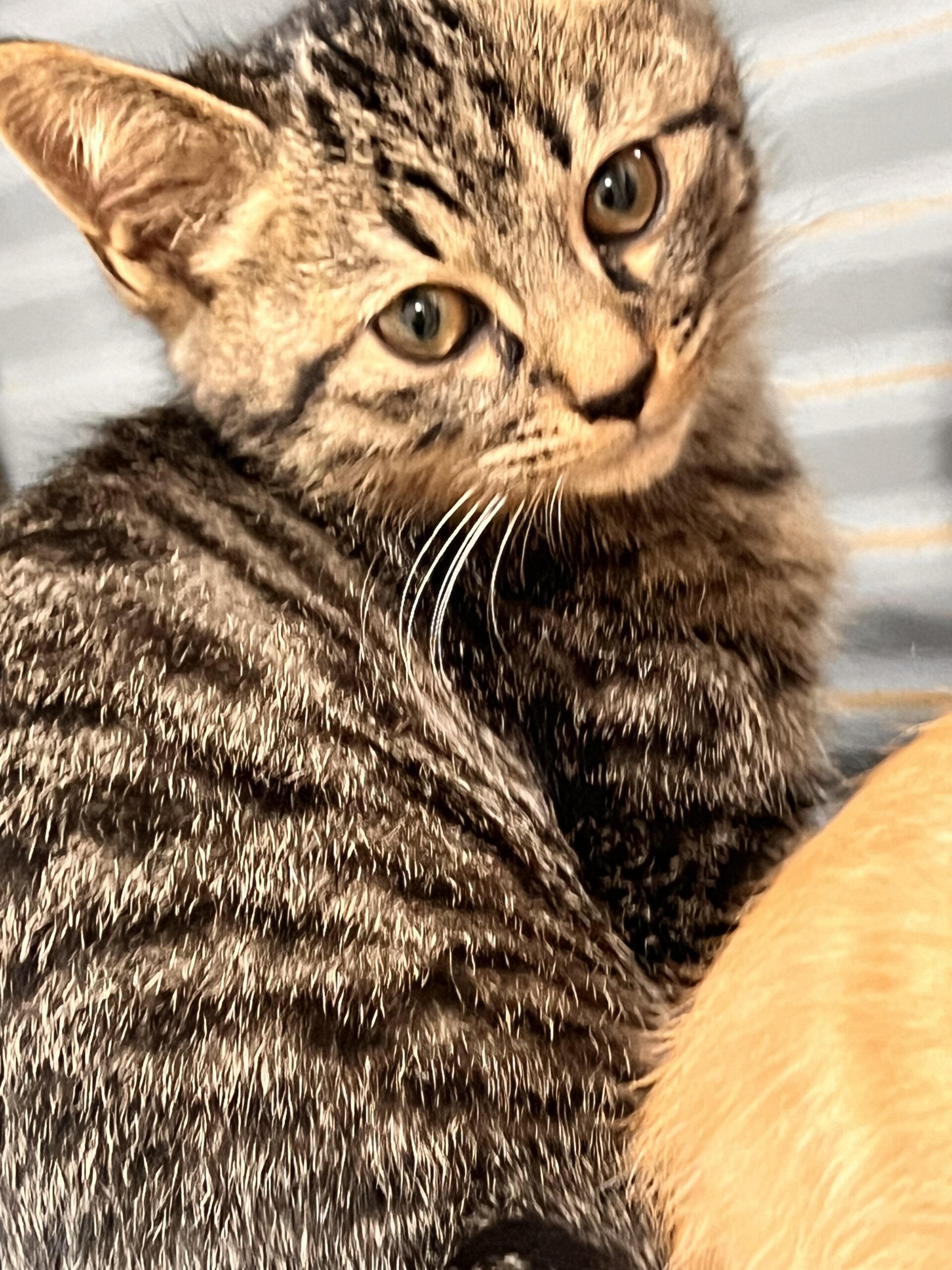 ★カギシッポの甘えん坊★