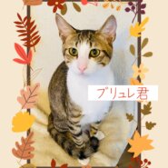 お目目ぱっちりくりくりの男の子☆プリュレ君