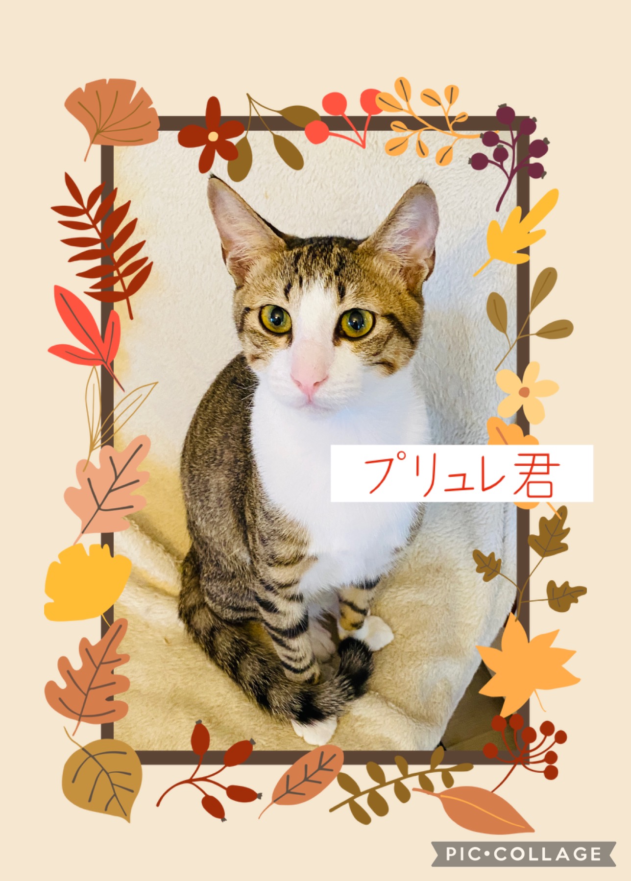 お目目ぱっちりくりくりの男の子☆プリュレ君