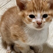 ★ひとなつこくて甘えん坊★