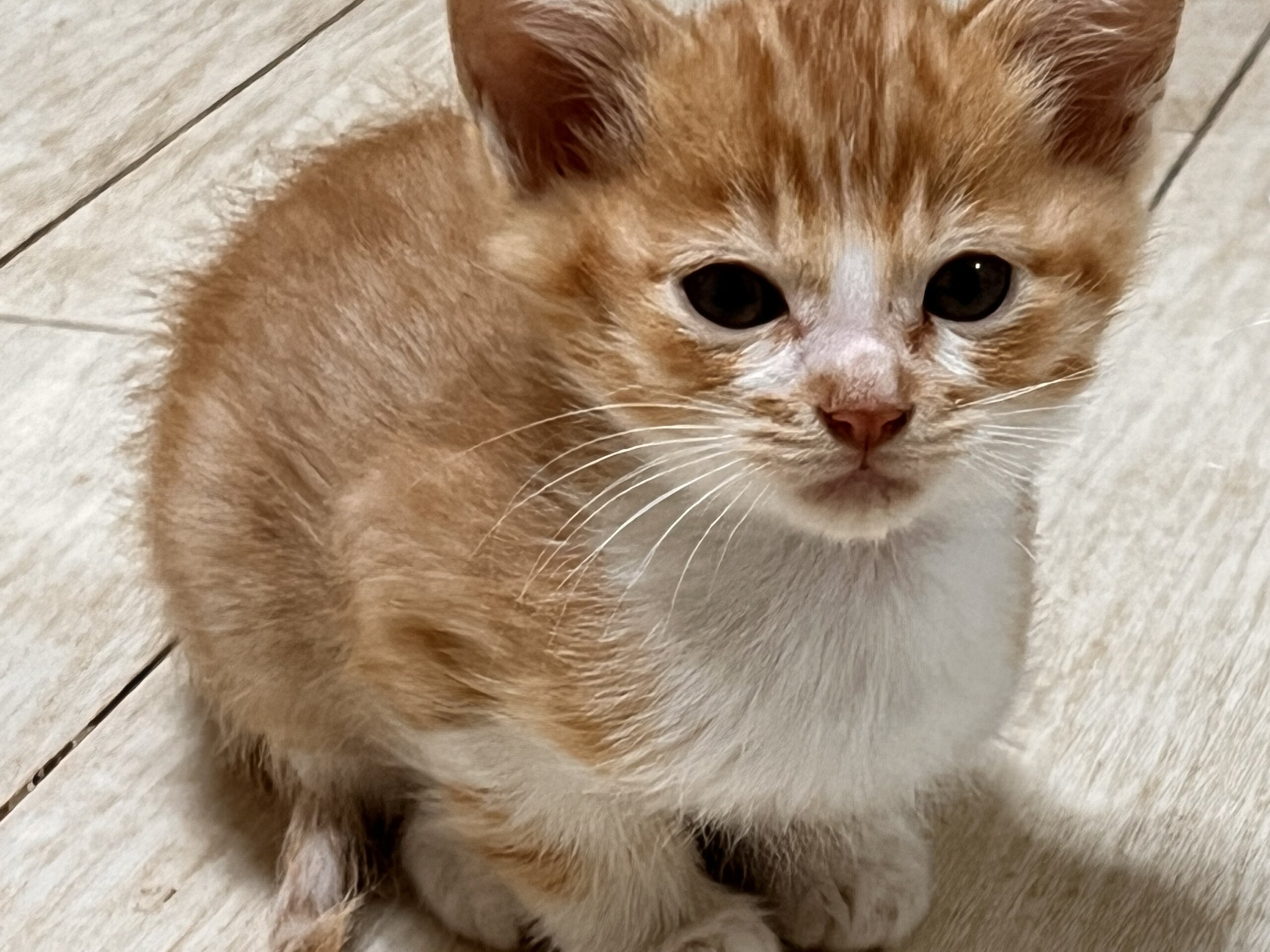 ★ひとなつこくて甘えん坊★