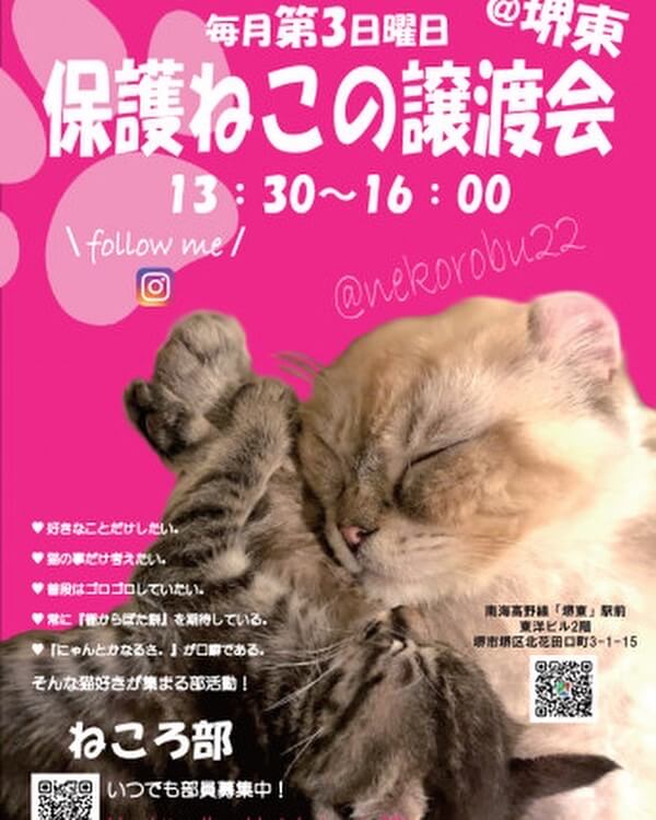 保護ねこの譲渡会