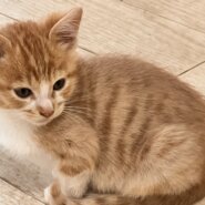 ★桃クリームチャトラ★