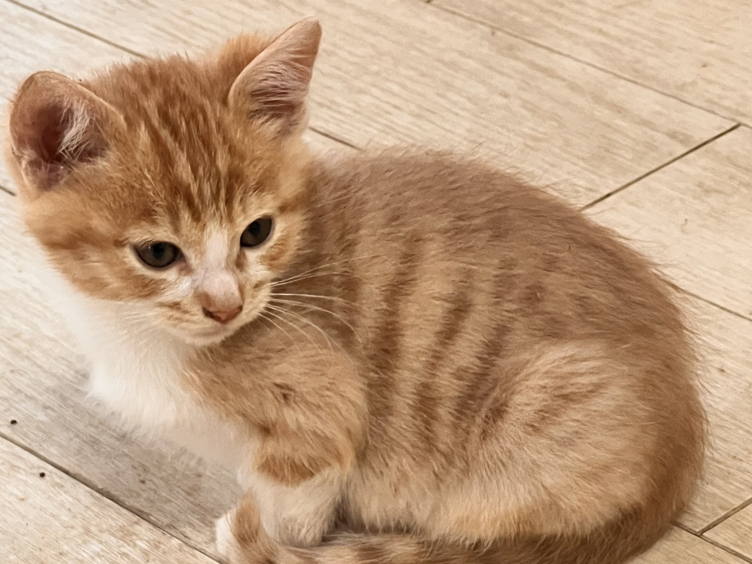 ★桃クリームチャトラ★