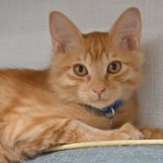 【譲渡決定】ロト：ふわふわ茶トラの男の子