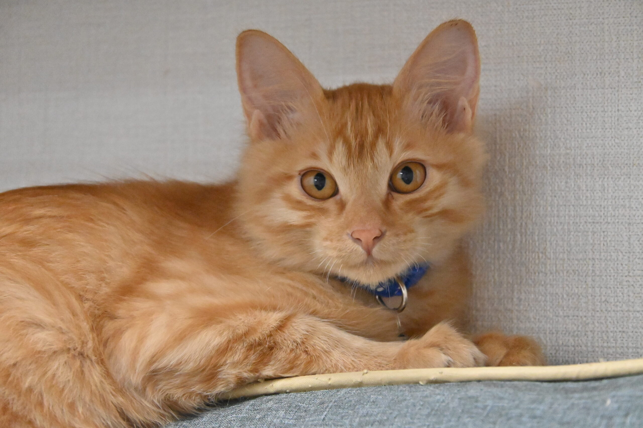 【譲渡決定】ロト：ふわふわ茶トラの男の子