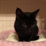 人が大好きな甘えん坊の黒子猫クララ！