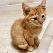 ★臆病なくいしんぼう★