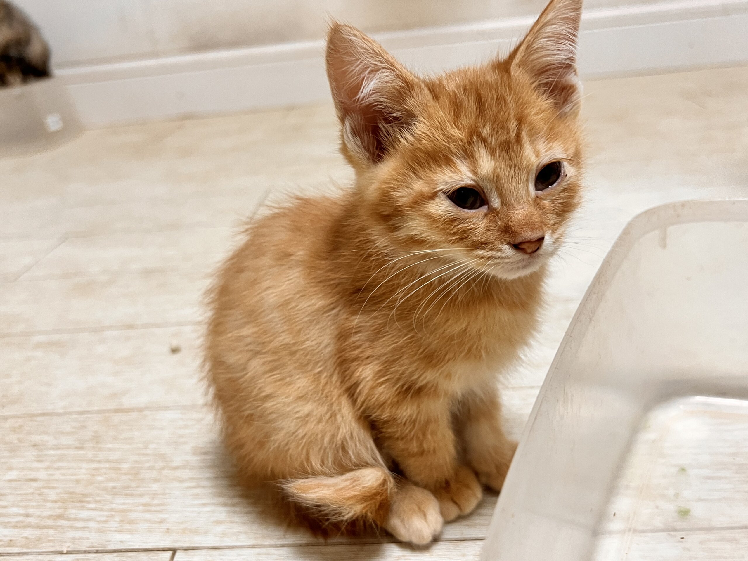 ★臆病なくいしんぼう★