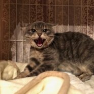 とても可愛いサバトラ猫のランディ！