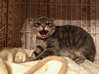 とても可愛いサバトラ猫のランディ！