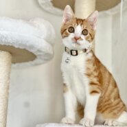 カロ里親決定！