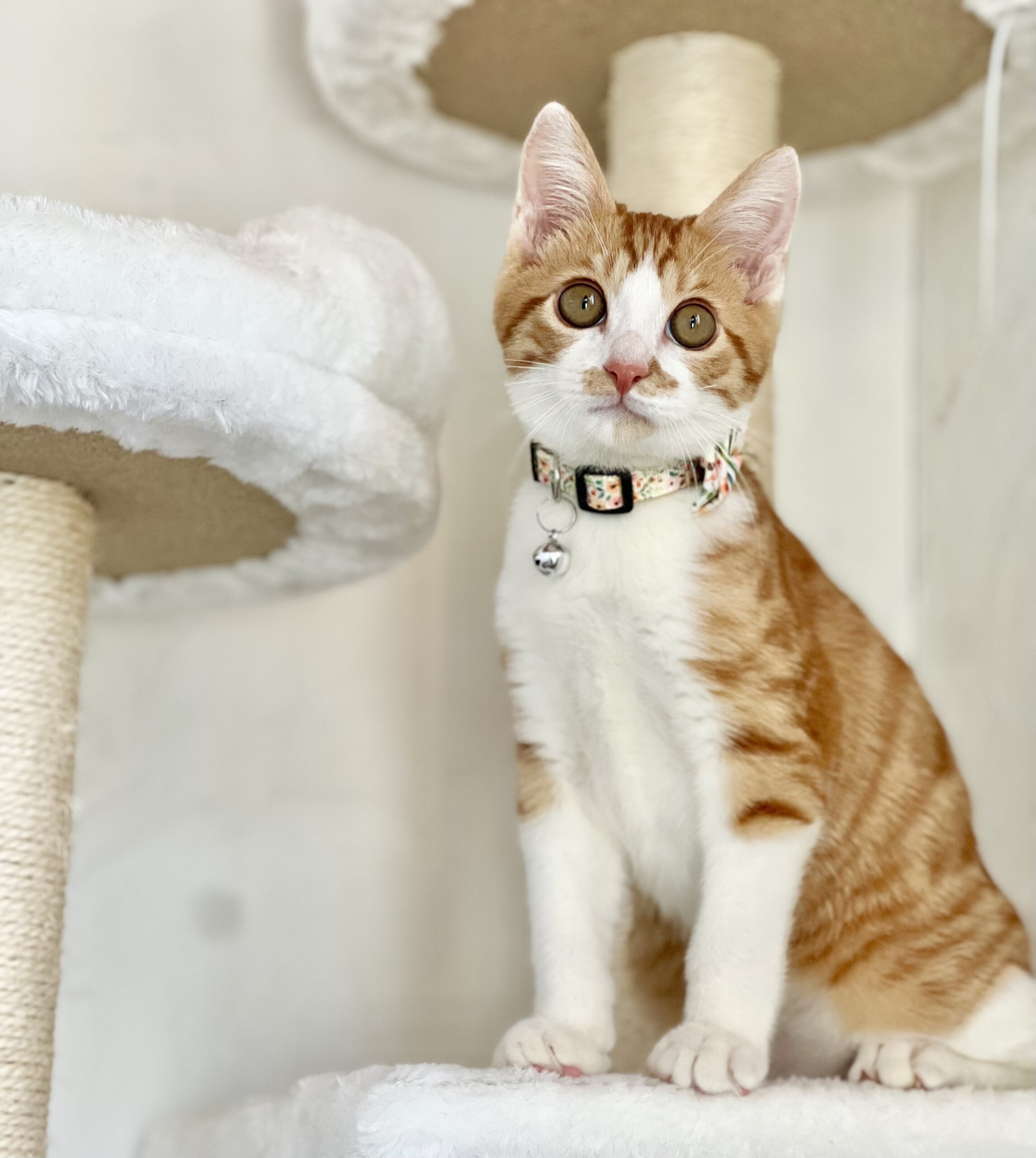 カロ里親決定！