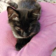 ちょび黒ちゃん