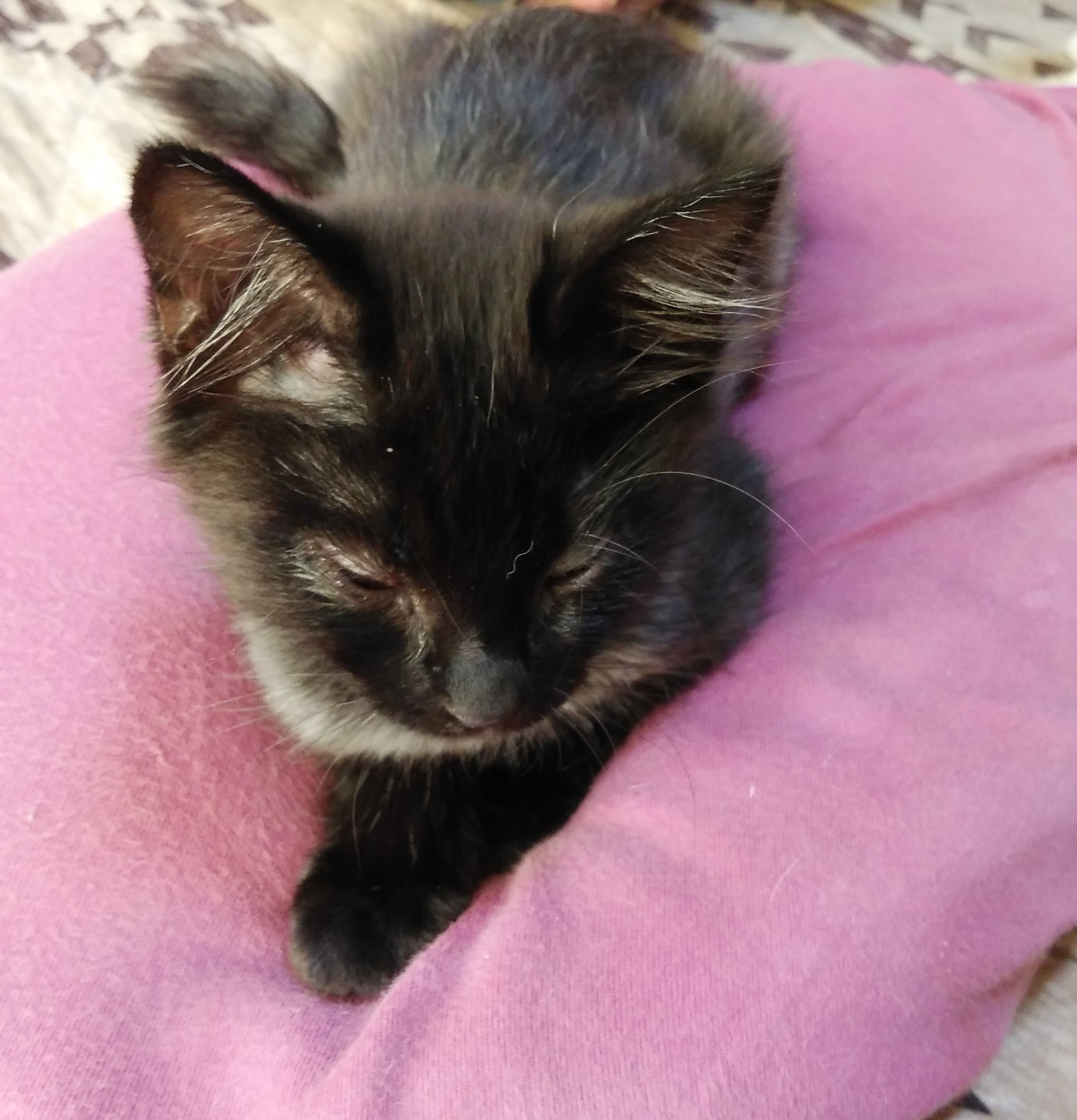 ちょび黒ちゃん