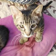 ちょびキジくん