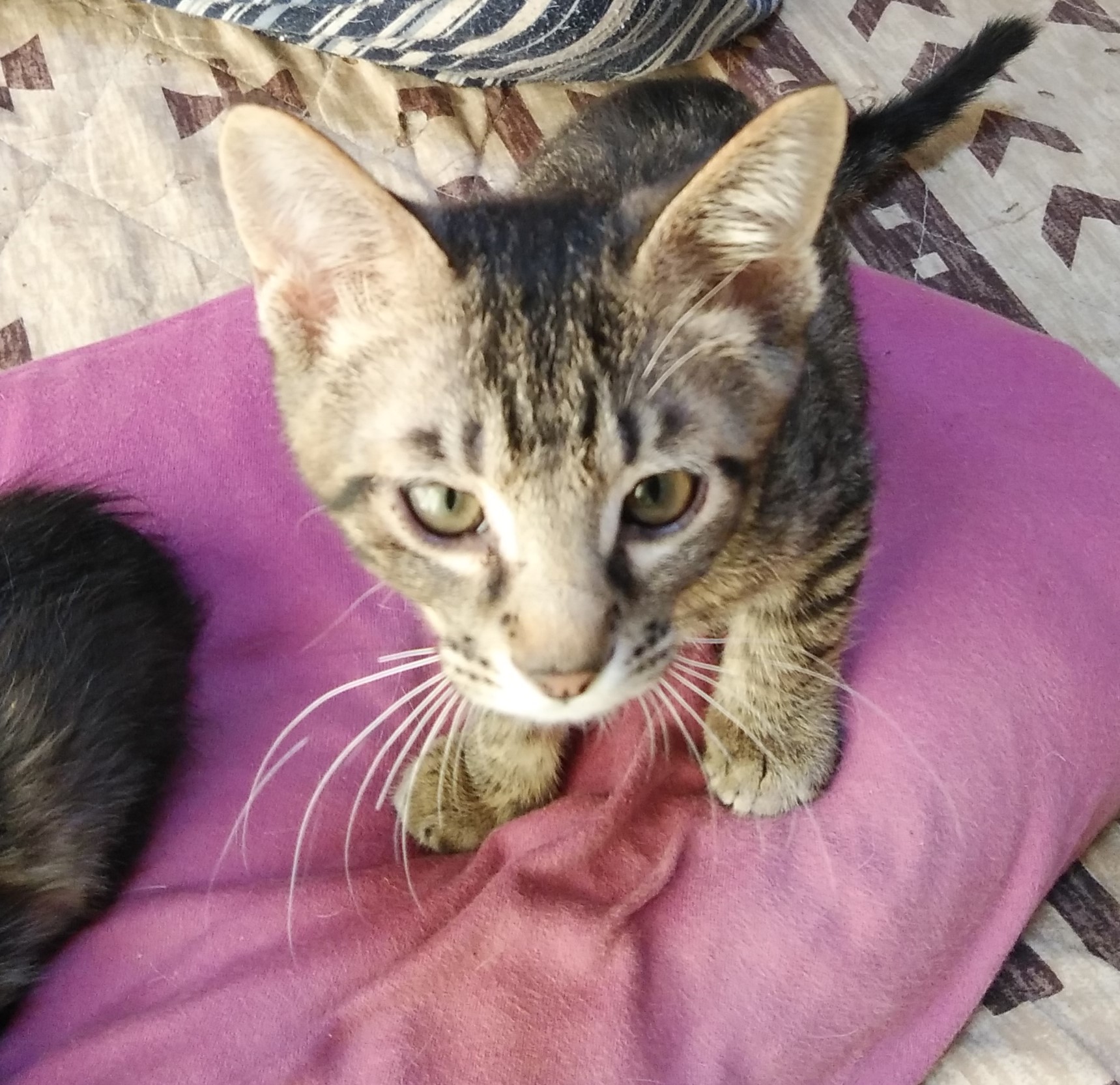 ちょびキジくん