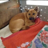 まだ３から4カ月の女の子です。家族に迎えて下さい