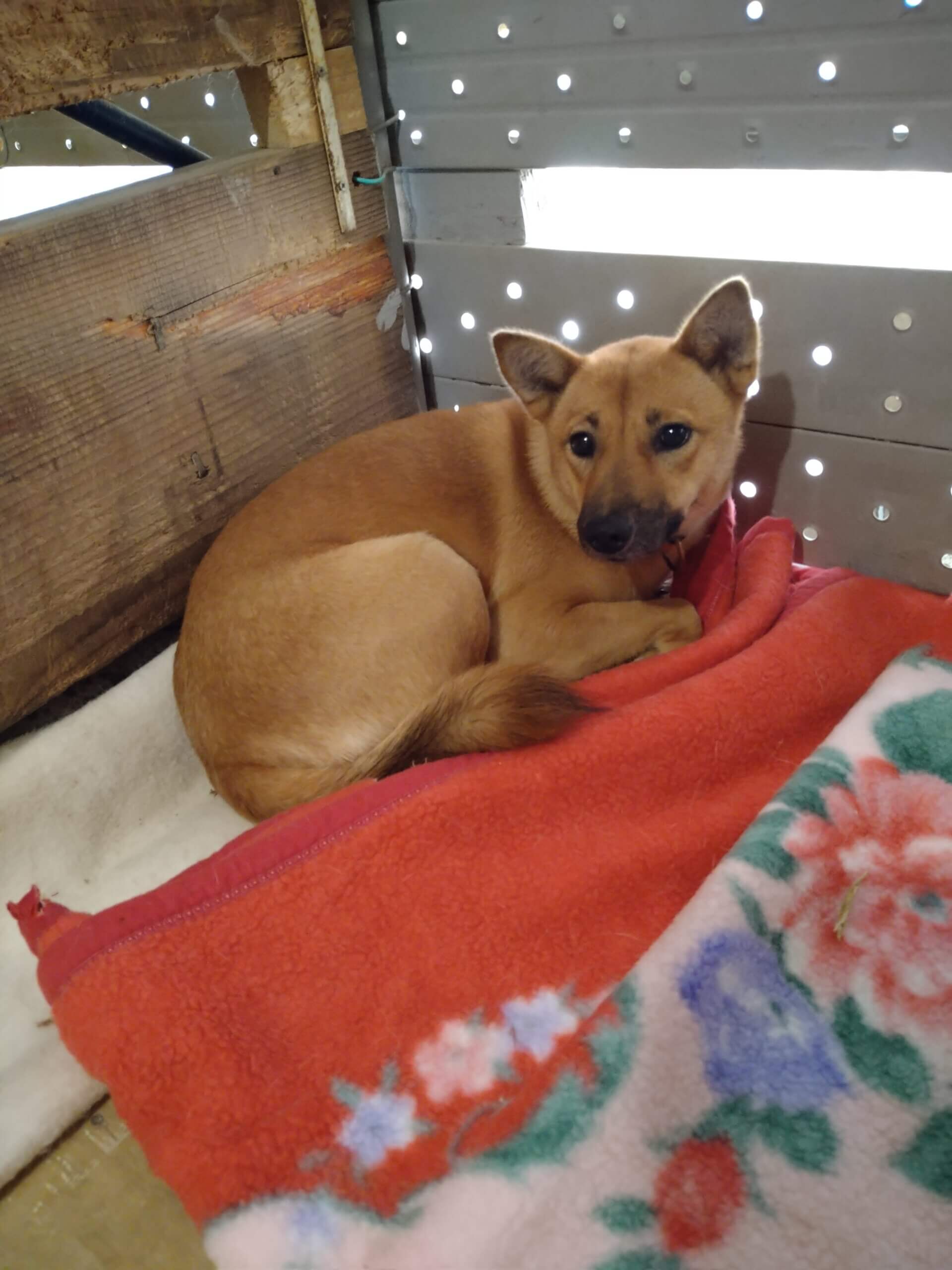 まだ３から4カ月の女の子です。家族に迎えて下さい