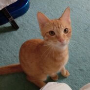 茶トラ男子名古屋から