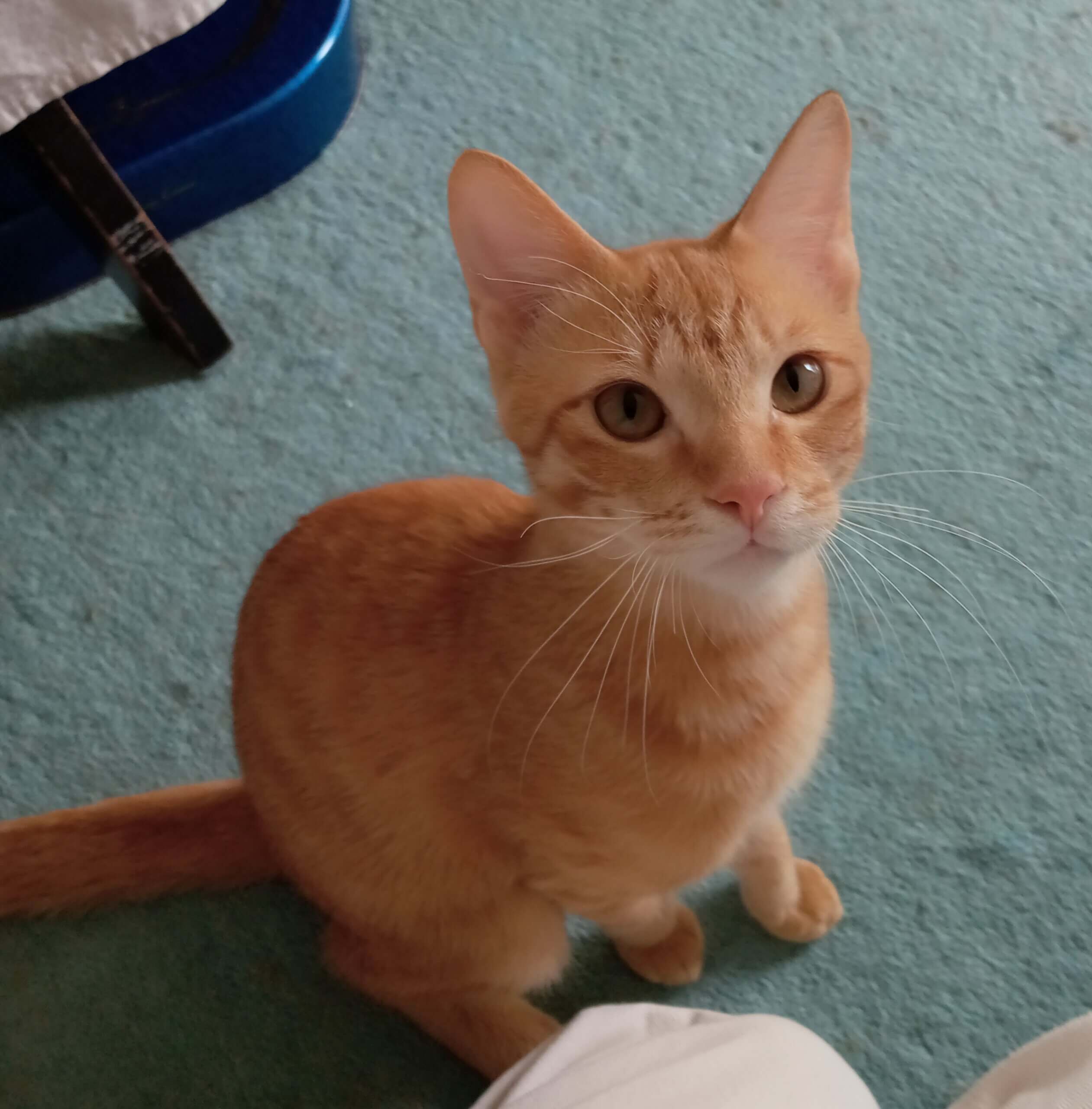 茶トラ男子名古屋から